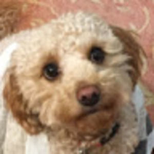 Meet your Posher, Casey